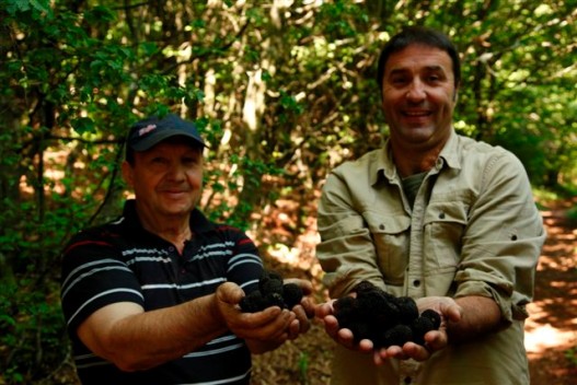 Truffles 88201.jpg Truffles 88201.jpg